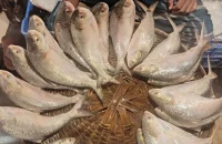 ভোলায় বেড়েছে ইলিশের সরবরাহ