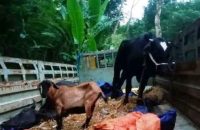 বরিশালে গভীর রাতে ট্রাকভর্তি গরু-ছাগল রেখে পালাল চোরচক্র, এলাকাজুড়ে চাঞ্চল্য