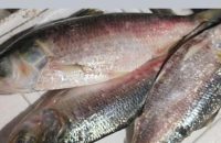 বরিশাল থেকে ভারতে ইলিশ রপ্তানি বন্ধ