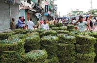 ন্যায্য দাম পাচ্ছেন না ভোলার পানচাষিরা