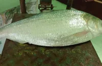 পটুয়াখালীতে এক ইলিশ ৮ হাজার ৭৫০ টাকায় বিক্রি