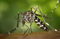 ডেঙ্গুতে এক দিনে সর্বোচ্চ আক্রান্ত, মৃত্যু ৩