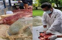 বরিশালে অসুস্থ গরুর মাংস বিক্রি করায় মালিক-কসাইকে জরিমানা