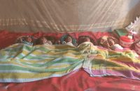 ঘর আলো করেছে ৫ নবজাতক, চোখে অন্ধকার দেখছেন মুদিদোকানি সোহেল