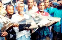 ভোলায় ধরা পড়ল ২০ কেজির বাঘাইড়