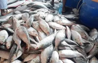 বরিশালে ইলিশের আহরণ কমেছে ২৩ শতাংশ