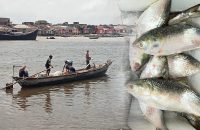 ইলিশ আহরণে বড় পতন, বছরের ব্যবধানে ২৩ শতাংশ হ্রাস