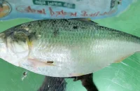 কুয়াকাটায় এক ইলিশের দাম প্রায় ৯ হাজার