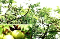 বরিশালের আমড়া দেশ ছাড়িয়ে উপমহাদেশেও জনপ্রিয়