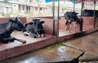 বরিশাল নগরীতে পরীক্ষা-নিরীক্ষা ছাড়াই হয় গরু জবাই