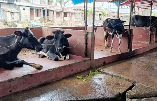 বরিশাল নগরীতে পরীক্ষা-নিরীক্ষা ছাড়াই হয় গরু জবাই