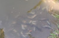 বরিশালে কিটনাশক দিয়ে নদীতে মাছ শিকার, নীরব প্রশাসন!