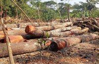 বরগুনায় বন্যা নিয়ন্ত্রণ বাঁধের গাছ কেটে নেয়ার অভিযোগ