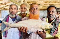 আড়িয়াল খাঁ নদীতে তিন কেজির ইলিশ