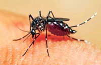 ঝালকাঠিতে ডেঙ্গুতে আক্রান্ত ২ জনের মৃত্যু, হাসপাতালে ভর্তি ২৮