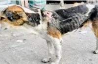 বাকেরগঞ্জ পৌরসভায় অসুস্থ বেওয়ারিশ কুকুরের উপদ্রব, রোগ জীবাণু ছড়ানোর আশঙ্কা