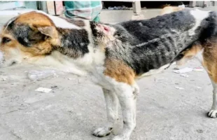 বাকেরগঞ্জ পৌরসভায় অসুস্থ বেওয়ারিশ কুকুরের উপদ্রব, রোগ জীবাণু ছড়ানোর আশঙ্কা