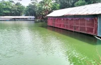 মাছ চাষে মুরগির বিষ্ঠার ব্যবহার, হুমকিতে জনস্বাস্থ্য