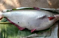 পায়রায় ধরা পড়ল ১৮ কেজির পাঙাশ, দাম কত জানেন?