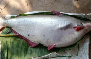 পায়রায় ধরা পড়ল ১৮ কেজির পাঙাশ, দাম কত জানেন?