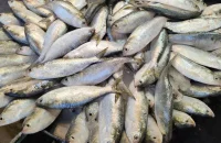 জাটকা ইলিশে সয়লাব বাজার, তদারকি নেই প্রশাসনের