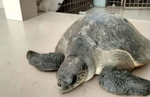 ‘বস্তা খুলতেই ৫০ কেজি ওজনের বিরল কচ্ছপ’