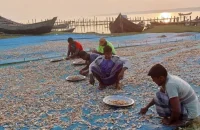 মৌসুমের শুরুতেই কুয়াকাটায় শুঁটকি পল্লীতে ব্যস্ত সময় পার করছেন ব্যবসায়ীরা