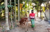 পাওনা টাকার জেরে কৃষকের গরু নিয়ে গেলেন জামায়াত নেতা!