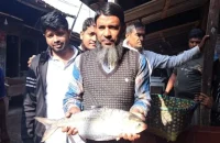 জেলের জালে রাজা ইলিশ, এক মাছের দাম ৮ হাজার দুইশ