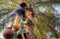 বিলুপ্তির পথে বরগুনার খেজুরের রস ও গুড়