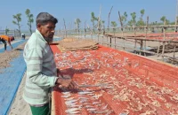 বহুমুখী সংকটে বরগুনার শুঁটকিপল্লী