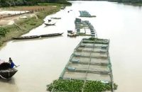 ভোলায় জনপ্রিয় হয়ে উঠেছে নদীতে খাঁচায় মাছ চাষ, বাড়ছে মাছের চাহিদা