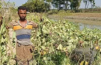 ঝালকাঠিতে শতাধিক লাউ গাছ কেটে ফেললো দুর্বৃত্তরা, দিশেহারা কৃষক