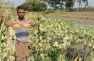ঝালকাঠিতে শতাধিক লাউ গাছ কেটে ফেললো দুর্বৃত্তরা, দিশেহারা কৃষক