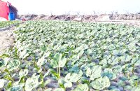 তরমুজ ‘বিপ্লবে’ সারসংকট