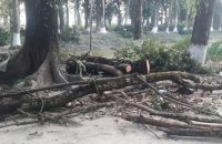 ঝালকাঠির বিনয়কাঠি ডিগ্রি কলেজের গাছ কেটে নেয়ার অভিযোগ