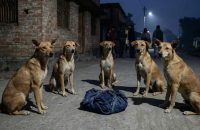রাস্তায় ফেলে যাওয়া নবজাতককে সারা রাত পাহারা দিল একদল কুকুর