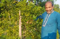 সমতল জমিতে কমলা চাষে সফল দশমিনার আনিছুর