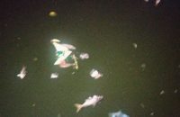 বরিশালের ঐতিহ্যবাহী বিবির পুকুরে ভেসে উঠছে মরা মাছ, ছড়াচ্ছে দুর্গন্ধ