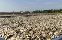 পিরোজপুরে নদীতীরে গড়ে উঠেছে শুঁটকি পল্লী, বছরে আয় ৫ কোটি টাকা