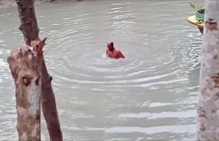 ৫০০ টাকা বাজিতে খালে ১০০ ডুব, অসুস্থ হয়ে কৃষকের মৃত্যু