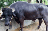 বাউফলে অজ্ঞাত রোগে ৬ মহিষের মৃত্যু