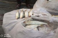 পটুয়াখালীতে সেতুর টোল প্লাজায় ৫ মণ জাটকা জব্দ