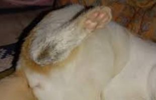 বরিশালে পোষা বিড়ালের পা ভেঙে দেওয়ায় দম্পতির বিরুদ্ধে থানায় অভিযোগ