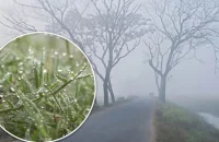বরিশালসহ দেশের ১৭ জেলায় শৈত্যপ্রবাহ, ঘন কুয়াশার সম্ভাবনা
