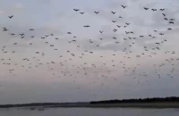 শীতে বরগুনার ঝোপখালী চরে জমে উঠেছে পাখির প্রাণচাঞ্চল্য