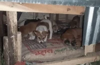 অ্যানিমেল লাভারস অব পটুয়াখালীর উদ্যোগ পথকুকুরের জন্য উষ্ণতার ছোঁয়া