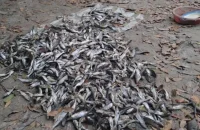 বরগুনায় রাতের আঁধারে বিষ প্রয়োগে ৮ লাখ টাকার মাছ নিধন