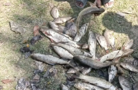 বরিশালে পুকুরে বিষ প্রয়োগ করে মাছ নিধন