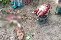 খাসির নামে কুকুরের মাংস বিক্রির অভিযোগ, কসাইসহ দুইজন পলাতক